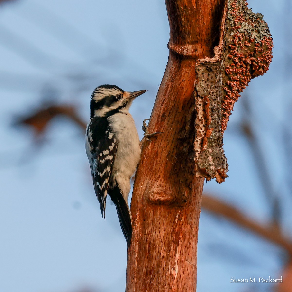 Hairy Woodpecker - Susan Packard