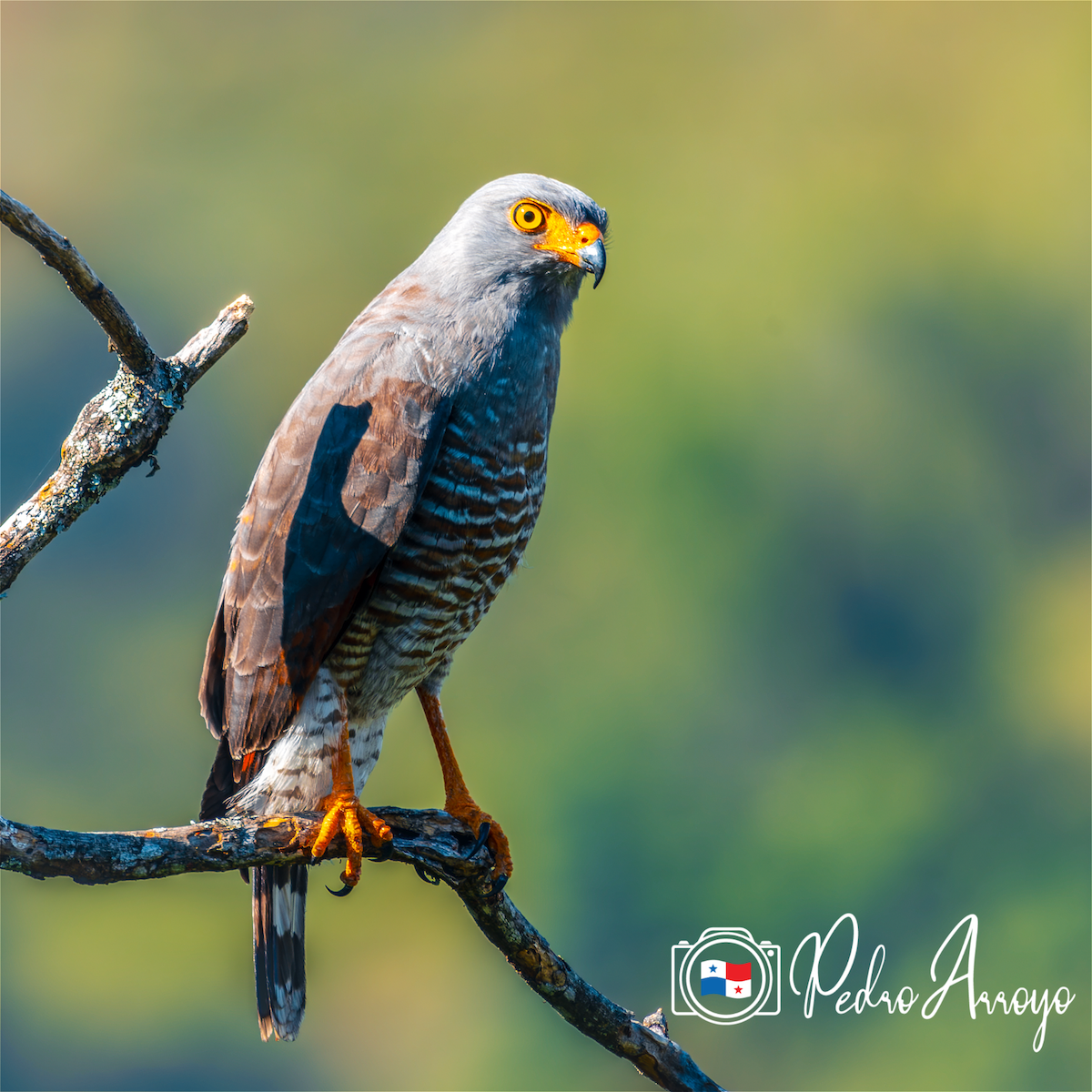 Roadside Hawk - ML614561755