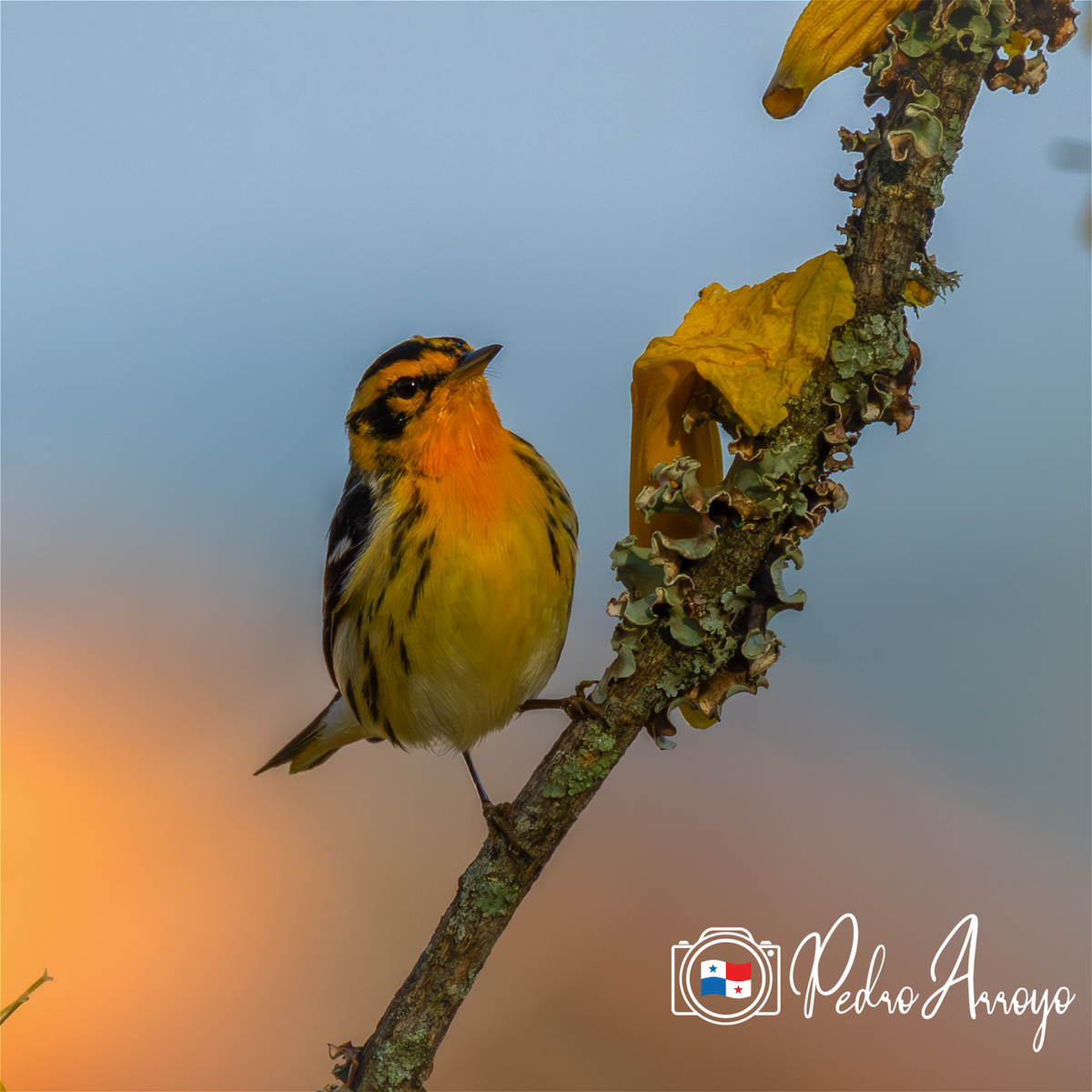 Blackburnian Warbler - ML614561756