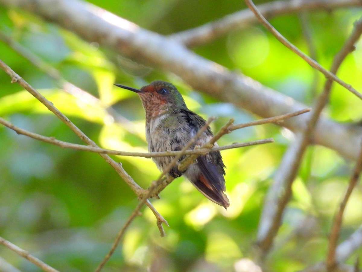 Frilled Coquette - ML614561758