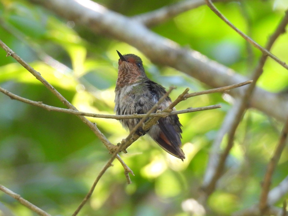 Frilled Coquette - ML614561759