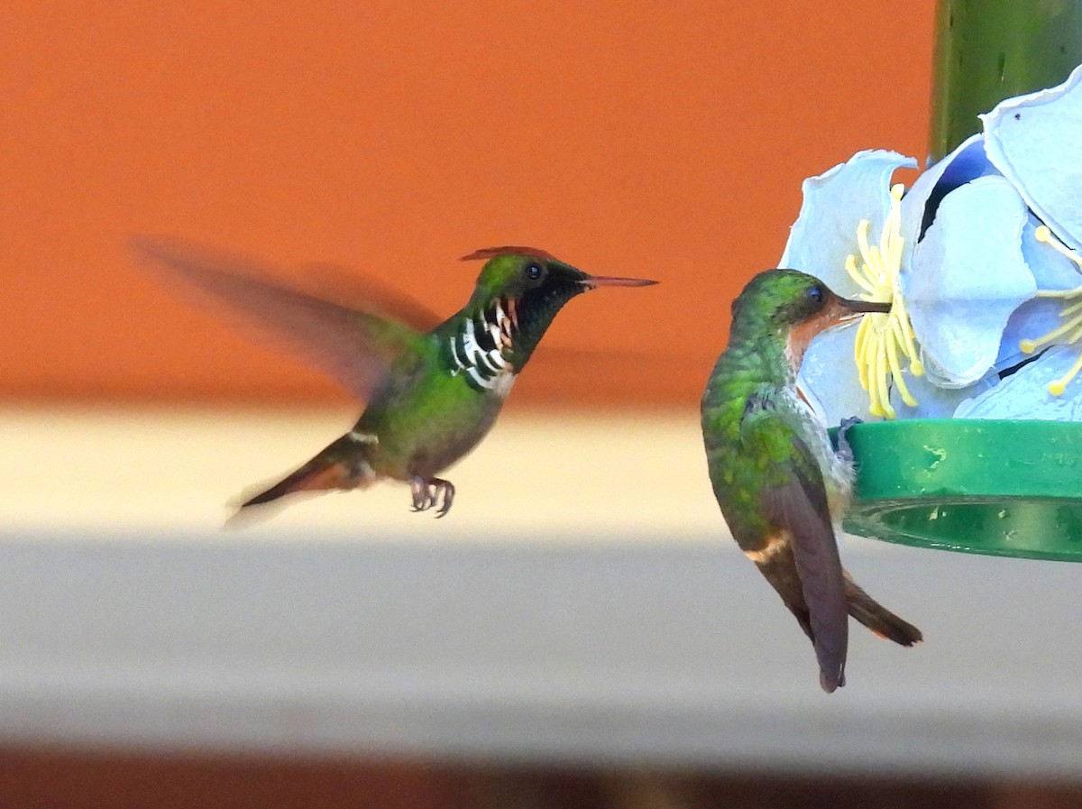 Frilled Coquette - ML614561771