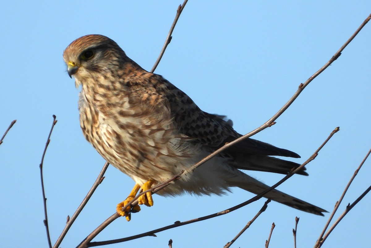 Eurasian Kestrel - ML614561772