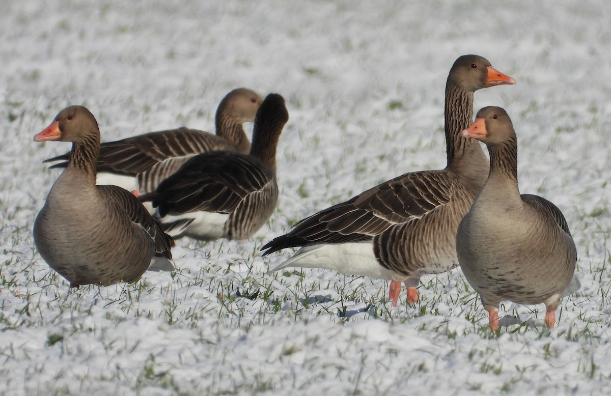 Graylag Goose - ML614561782