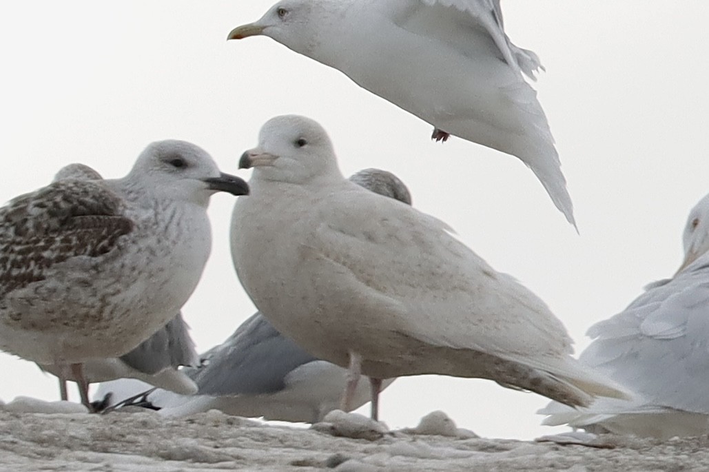 Glaucous Gull - ML614561796