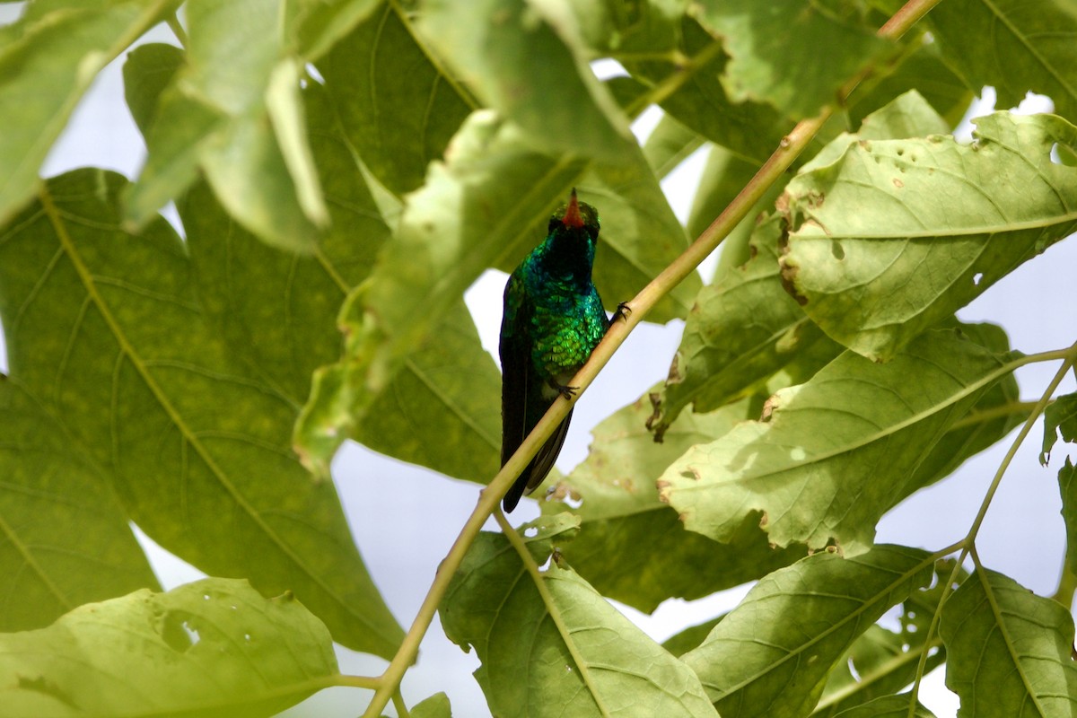 kolibřík lesklobřichý - ML614561803