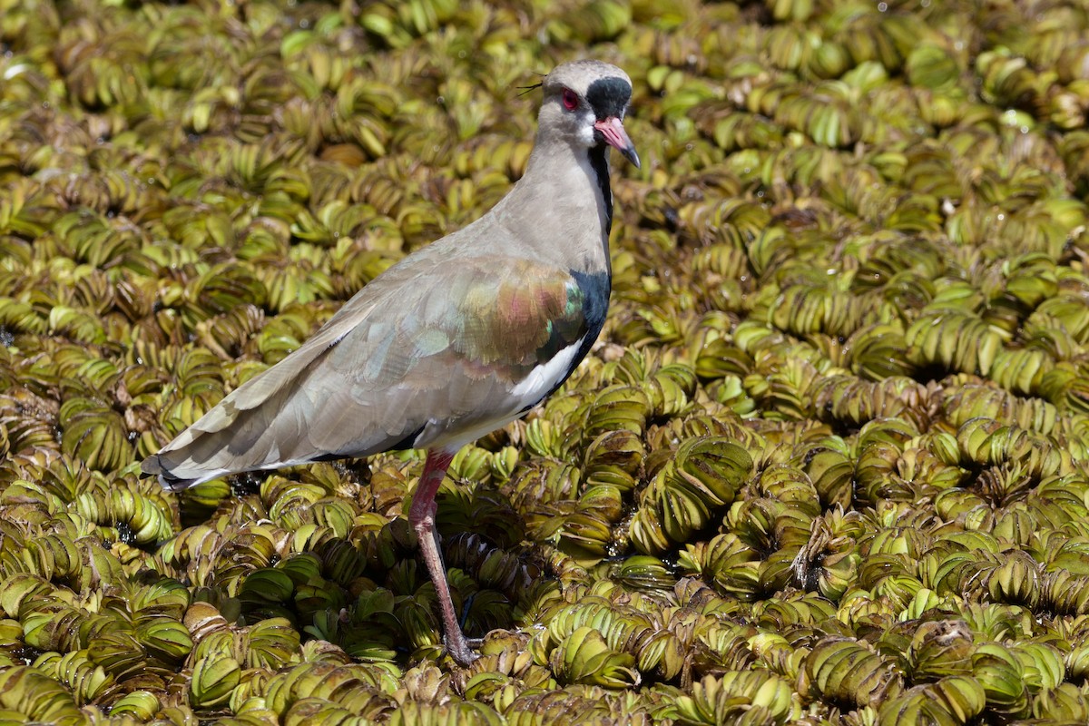 Southern Lapwing (lampronotus) - ML614561895