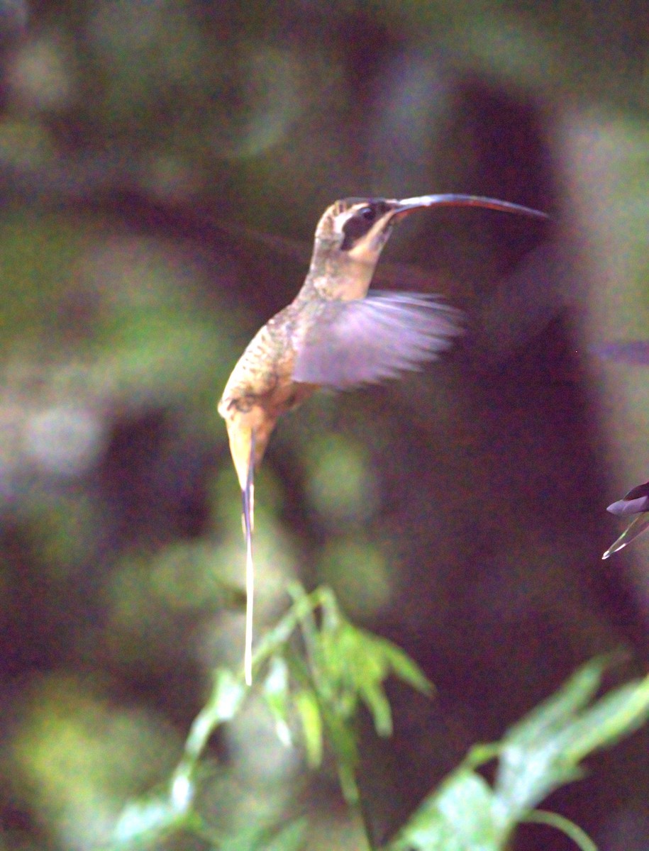 Tawny-bellied Hermit - ML614561905