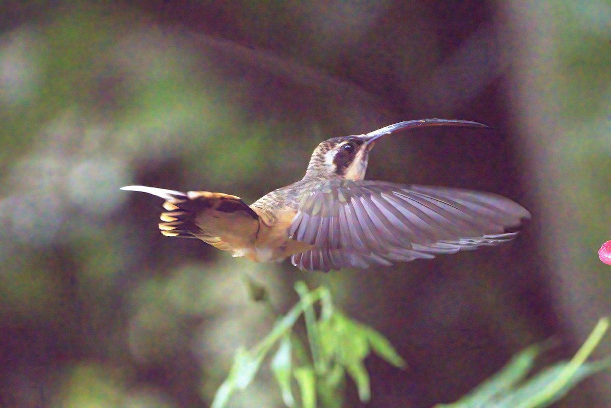 Tawny-bellied Hermit - ML614561906