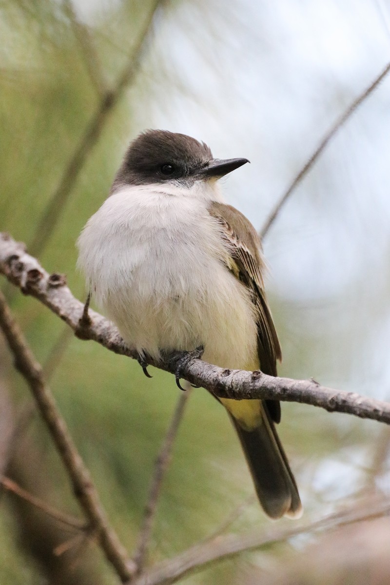 Loggerhead Kingbird - ML614561907