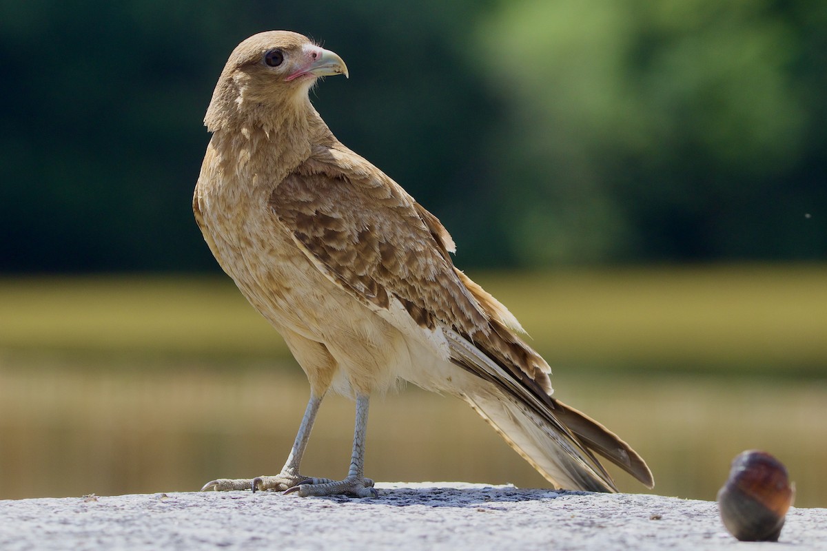 Chimango Caracara - ML614561947