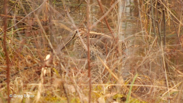 Common Snipe - ML614562060