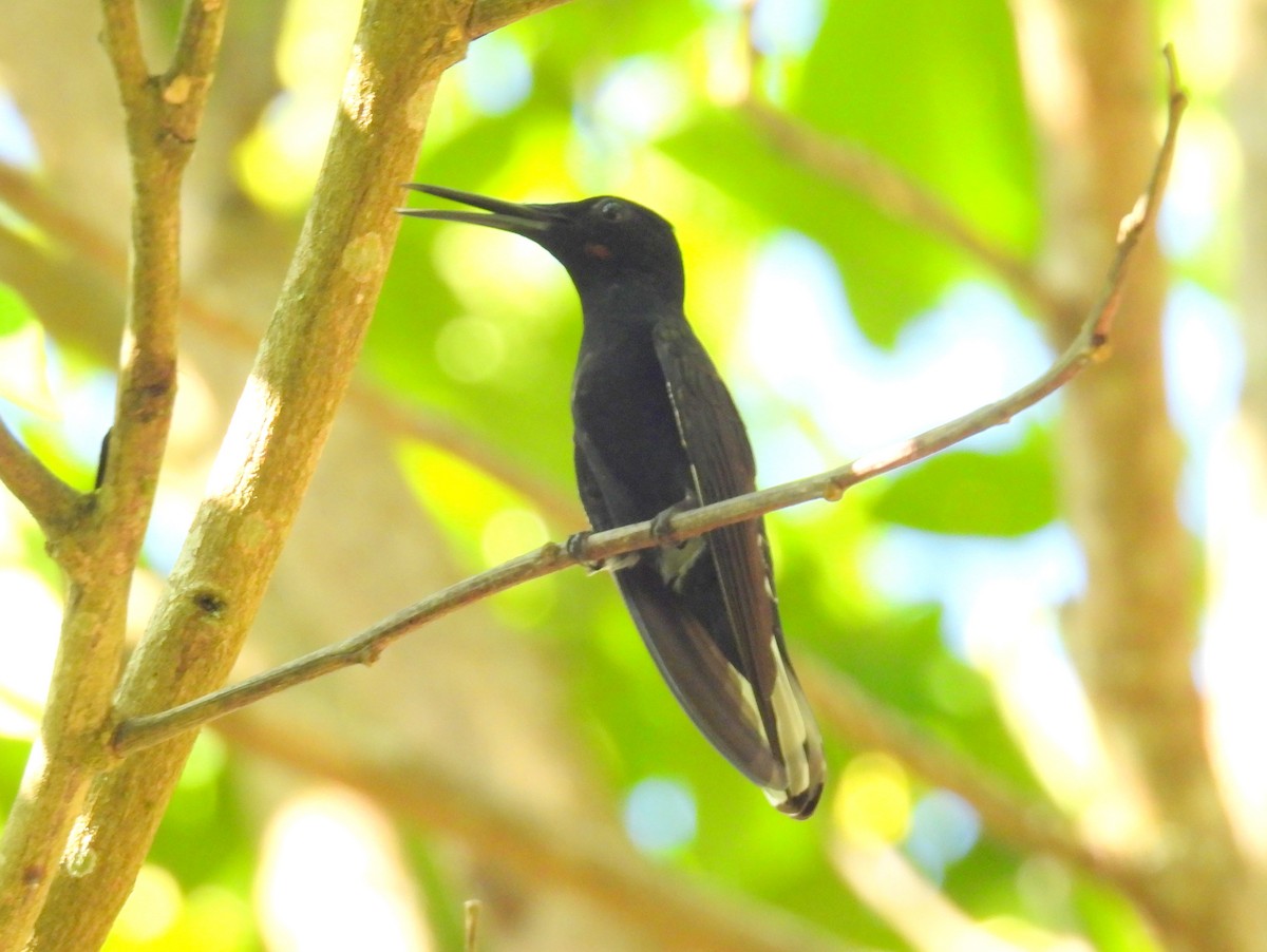 Black Jacobin - bob butler