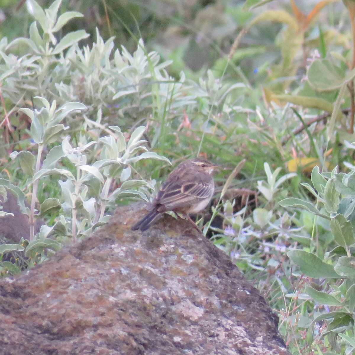 Long-billed Pipit - ML614562101