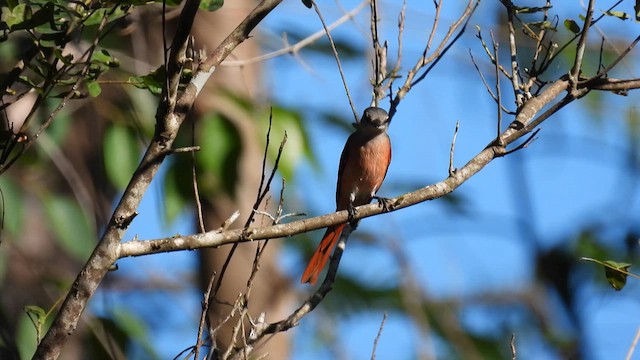 Minivet Rosado - ML614562103