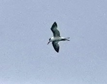 White-tailed Tropicbird - ML614562106