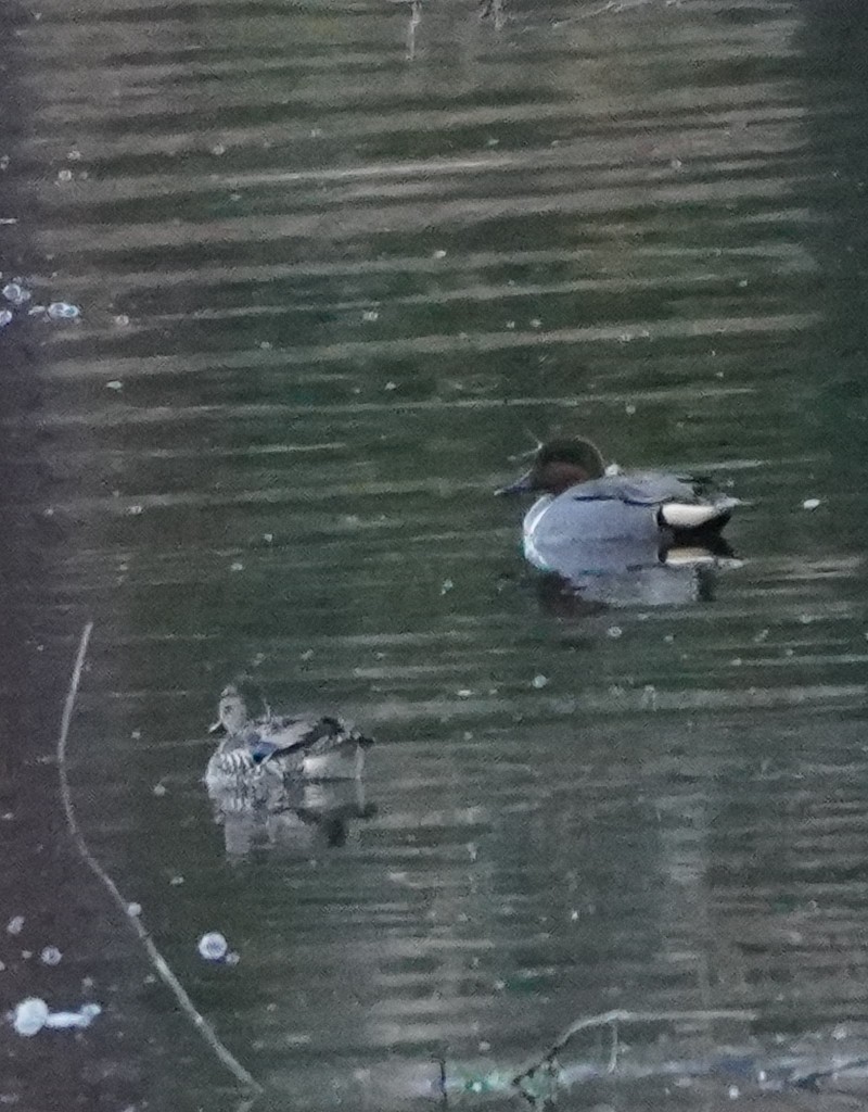 Green-winged Teal - Prashant A