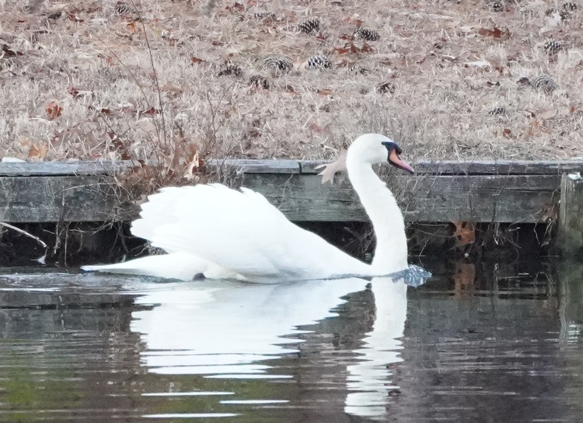 Mute Swan - Prashant A