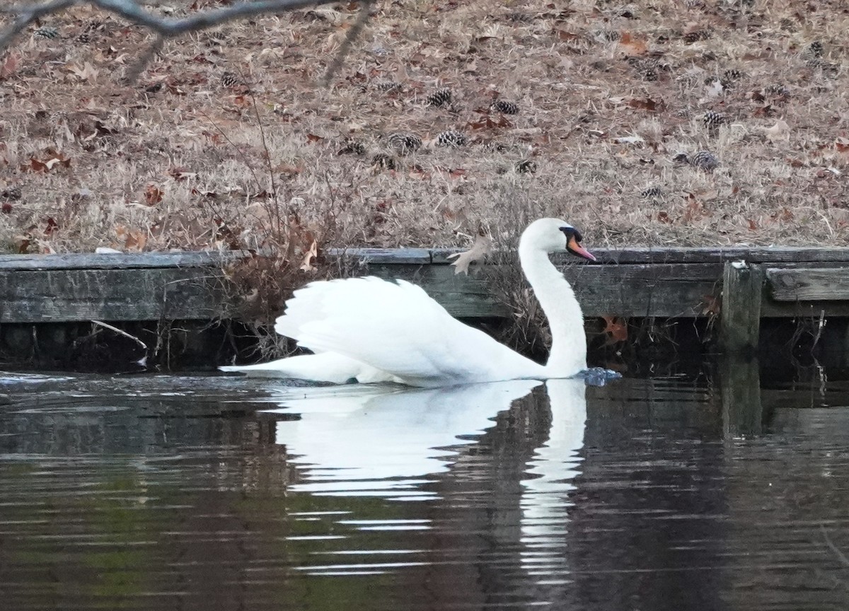 Mute Swan - Prashant A