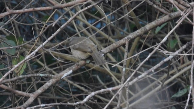 Bulbul de Blanford Occidental - ML614562122