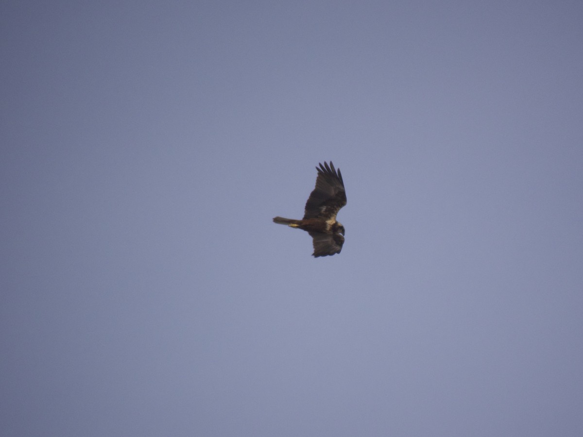 Western Marsh Harrier - ML614562167