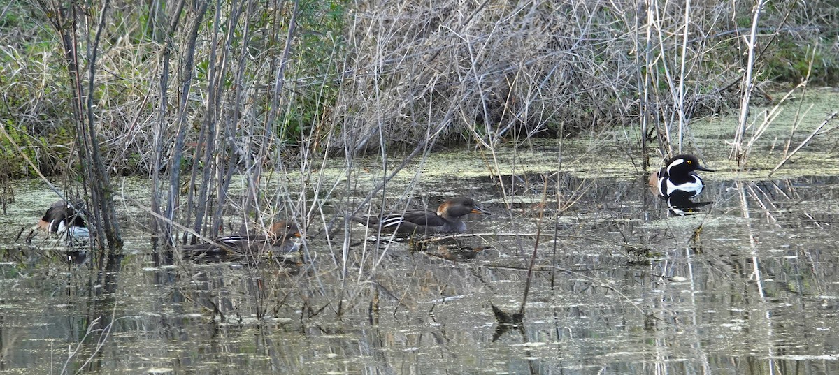 Hooded Merganser - ML614562176