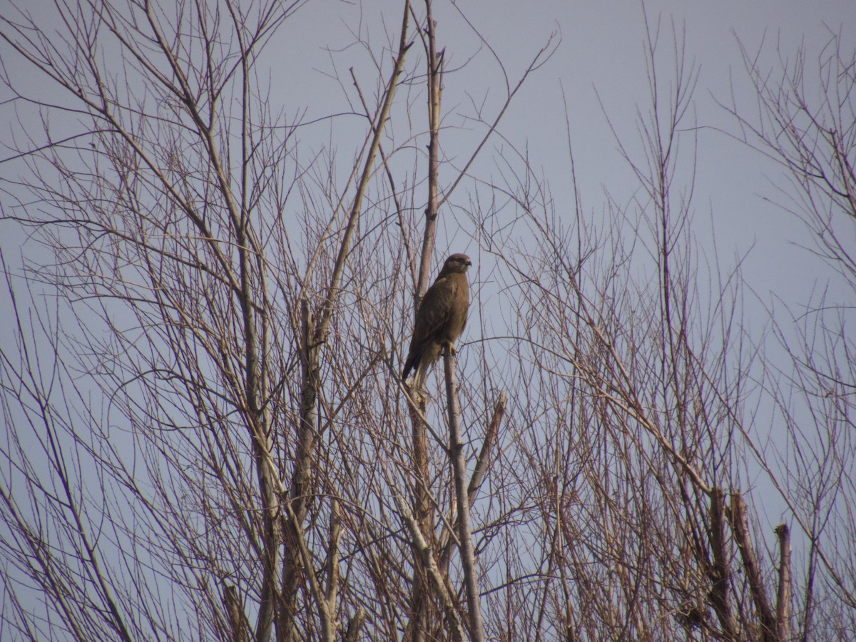 Long-legged Buzzard - ML614562178