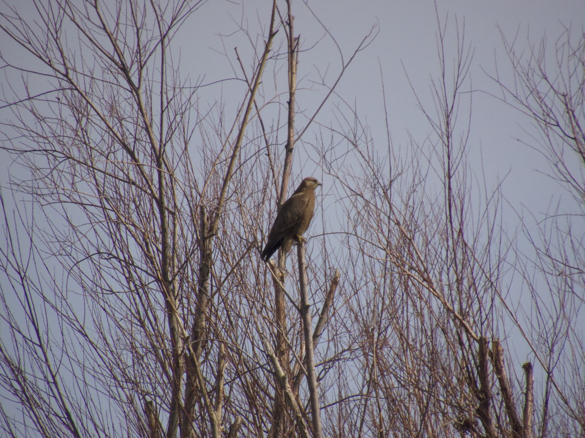 Long-legged Buzzard - ML614562180