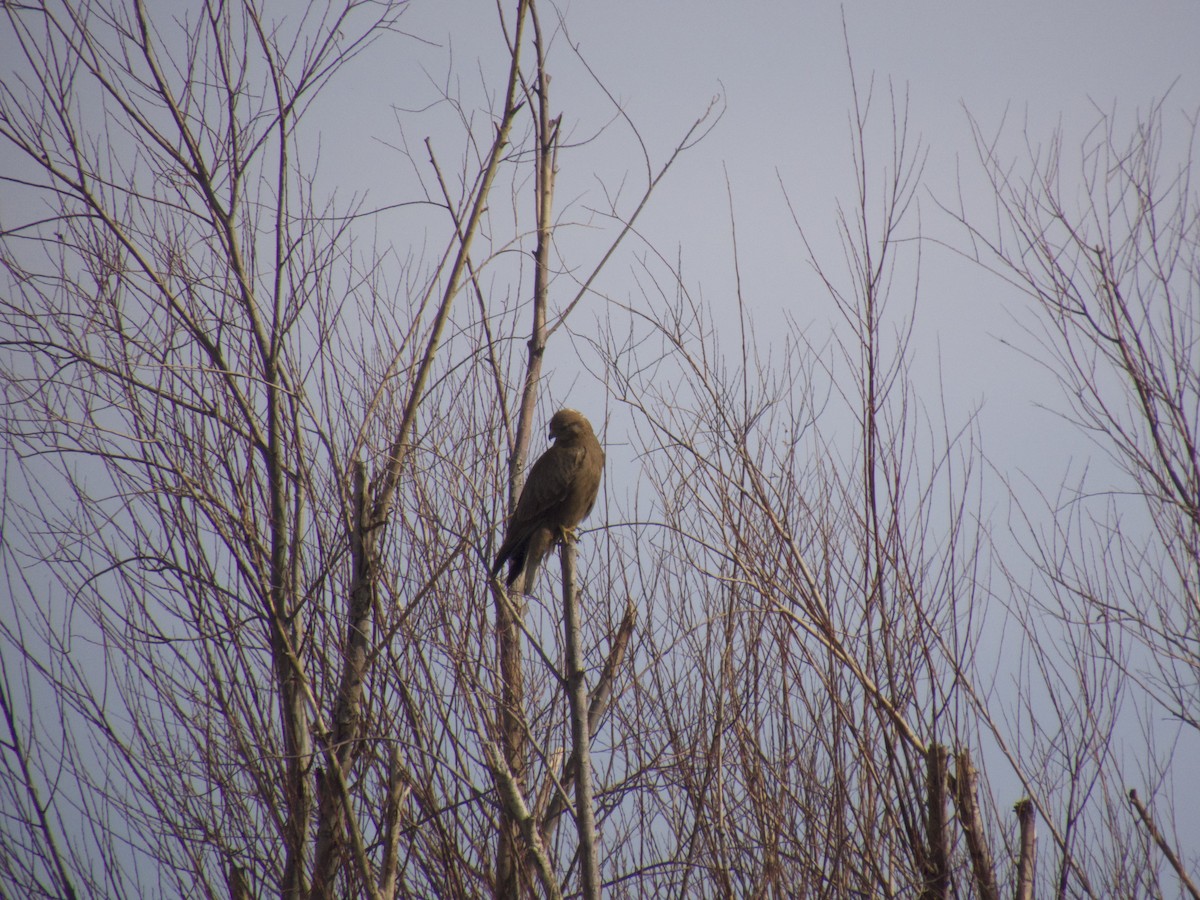 Long-legged Buzzard - Armando Barbosa