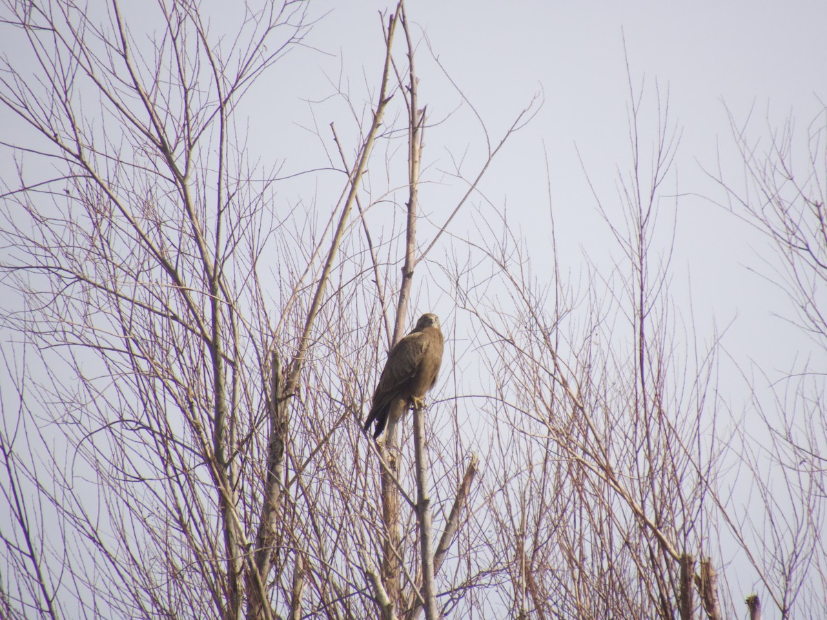 Long-legged Buzzard - ML614562184