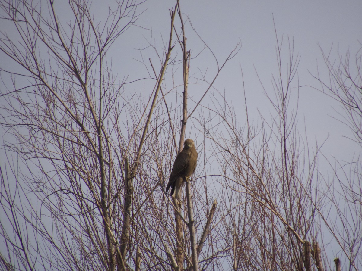 Long-legged Buzzard - ML614562186