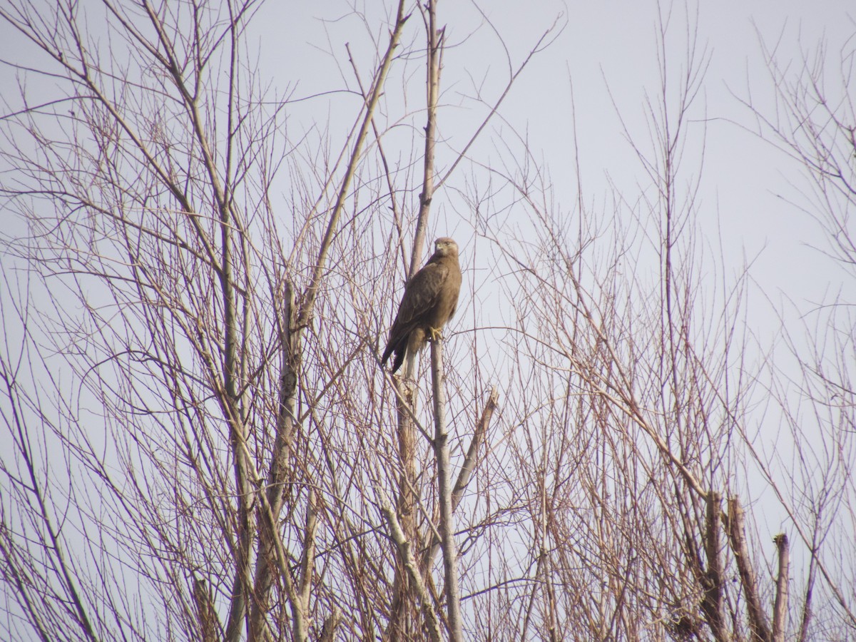 Long-legged Buzzard - ML614562188