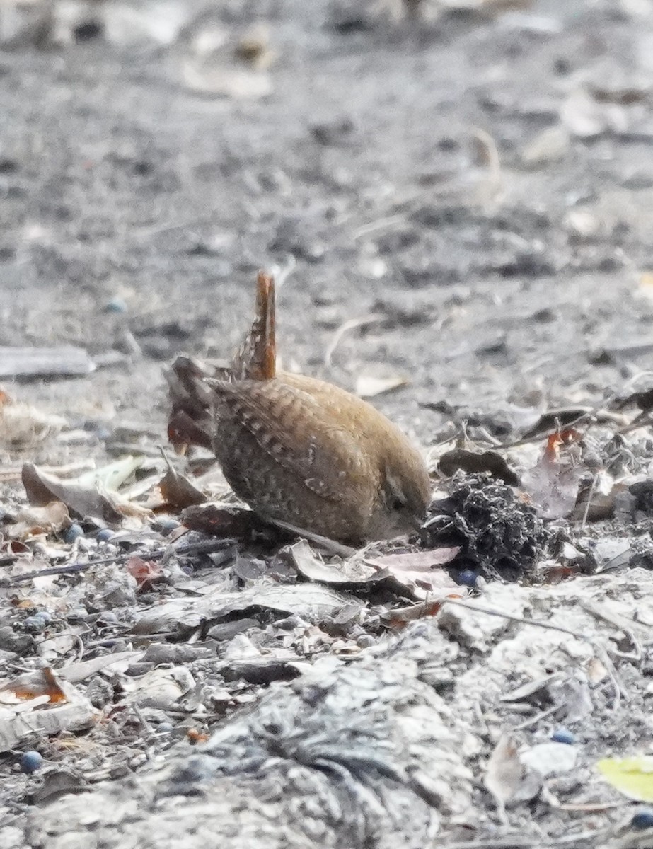 Winter Wren - Prashant A