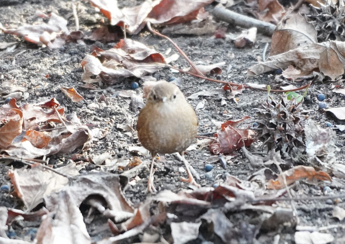 Winter Wren - Prashant A