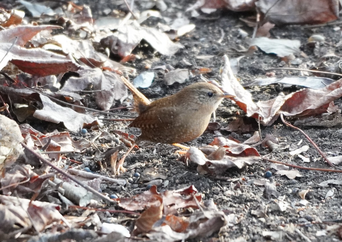 Winter Wren - Prashant A