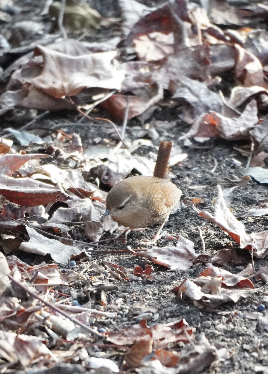 Winter Wren - Prashant A