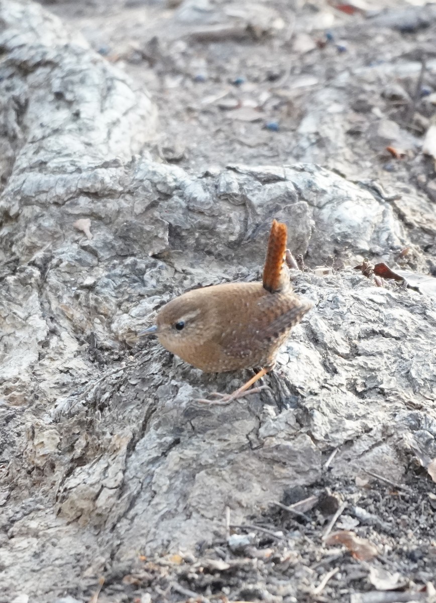 Winter Wren - Prashant A