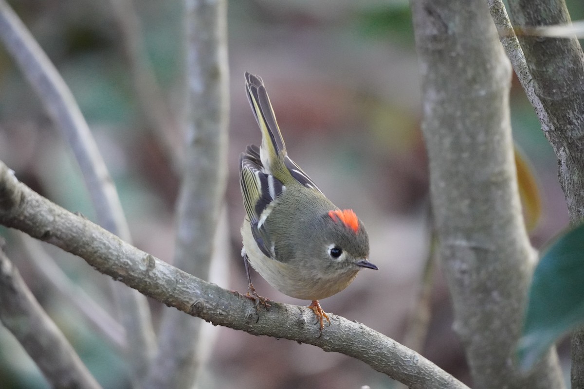 Ruby-crowned Kinglet - Prashant A