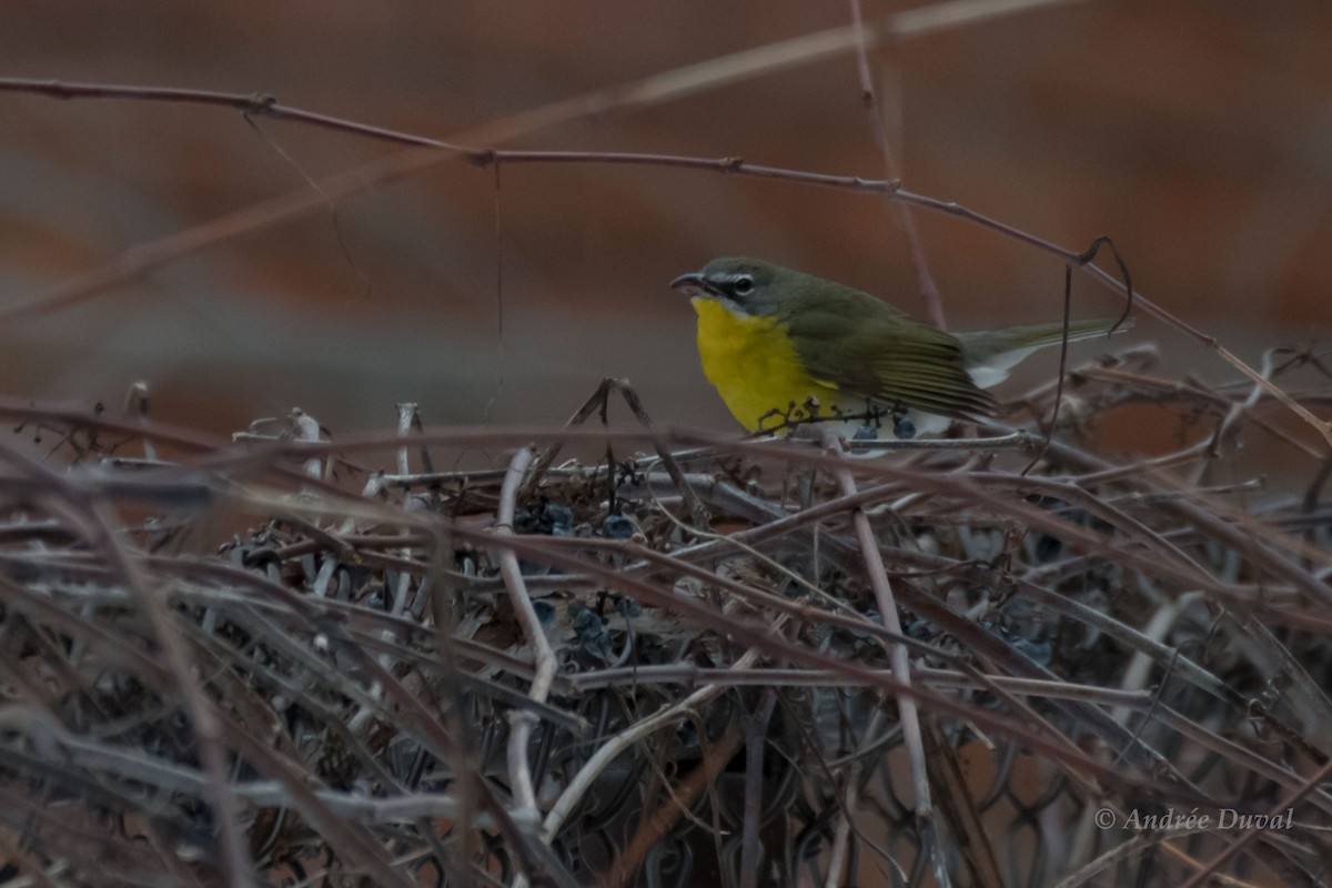 Yellow-breasted Chat - ML614562271