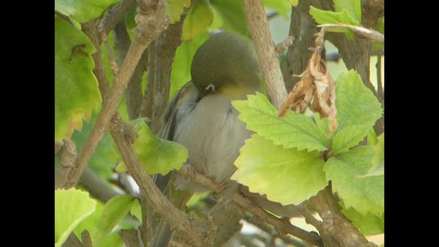 Abyssinian White-eye - ML614562287