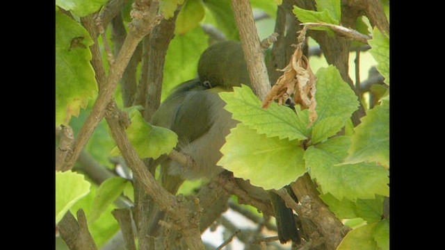 לבן-עין ערבי - ML614562316