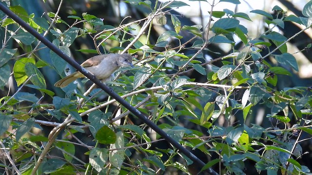 Streak-eared Bulbul - ML614562339