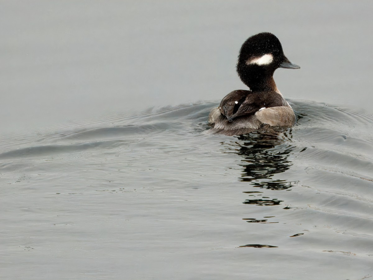 Bufflehead - ML614562342