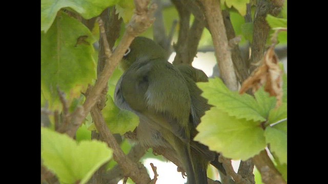 Abyssinian White-eye - ML614562346