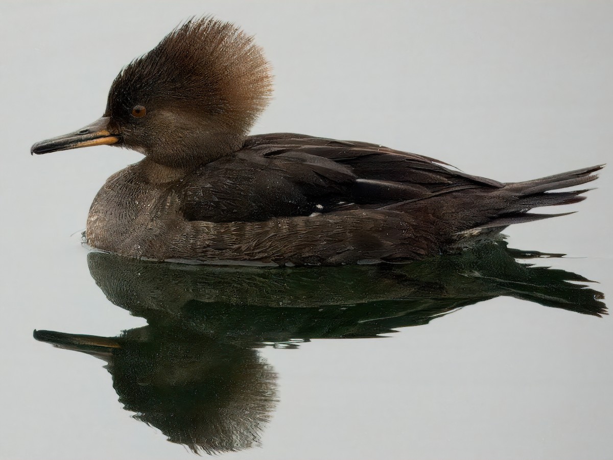 Hooded Merganser - ML614562353