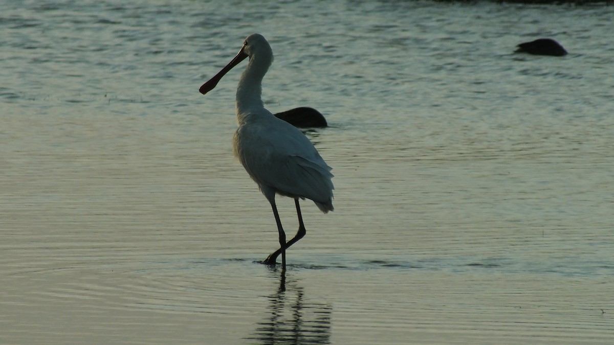 Eurasian Spoonbill - ML614562368