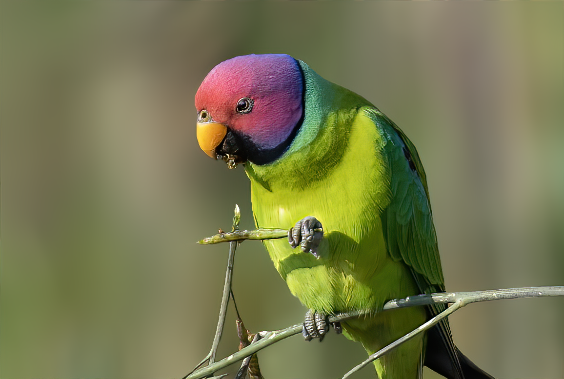 Plum-headed Parakeet - Parmil Kumar