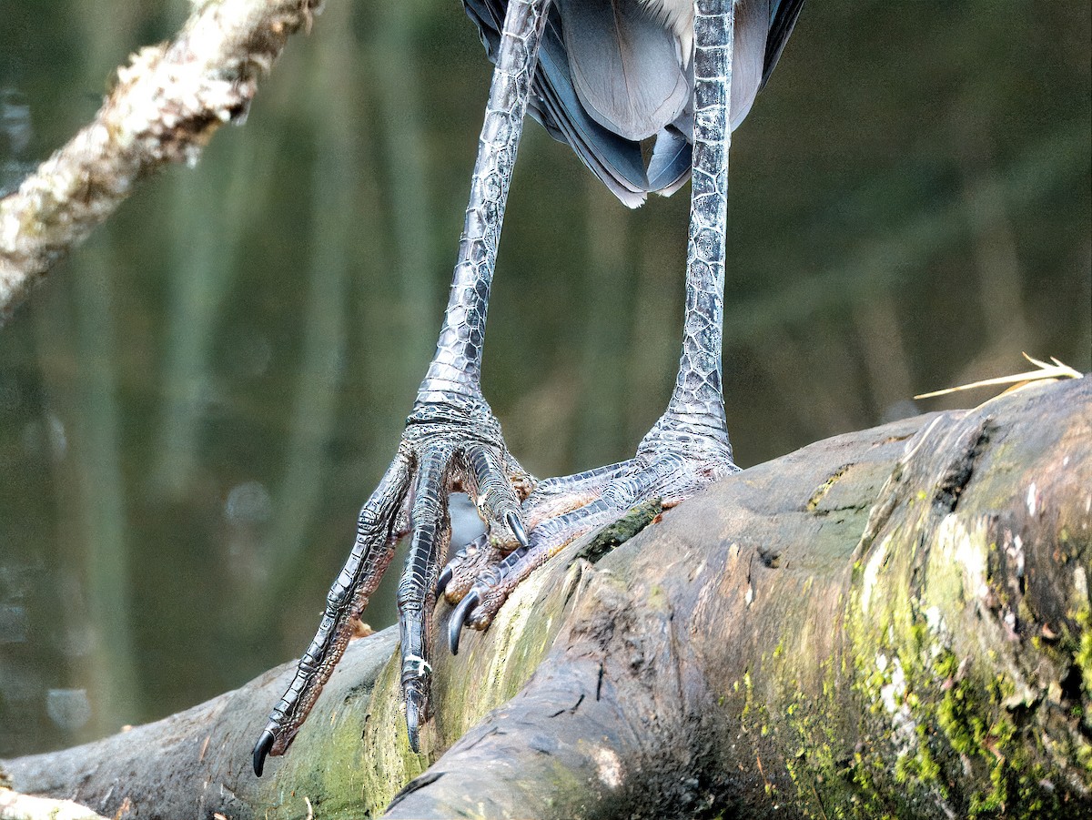 Garza Azulada (grupo herodias) - ML614562395