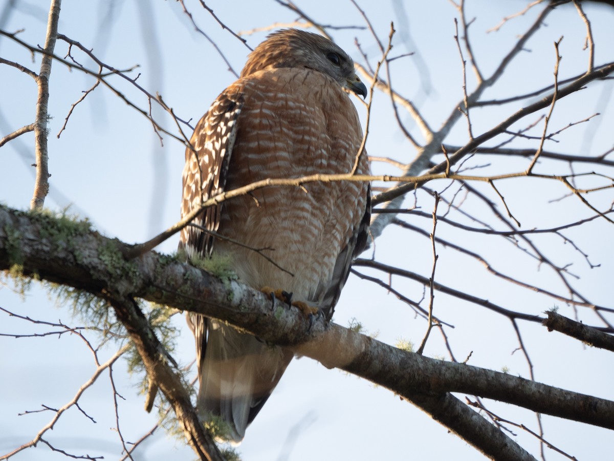 Red-shouldered Hawk - ML614562462