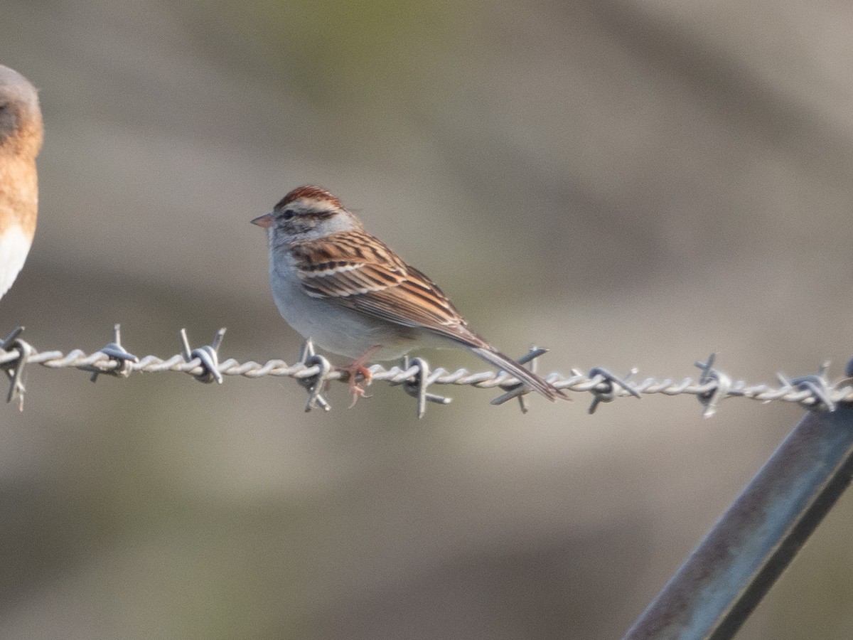 Chipping Sparrow - ML614562481